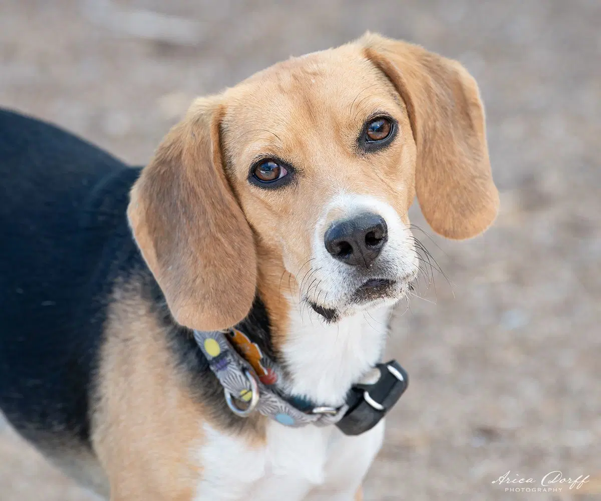 Orion - Beagle