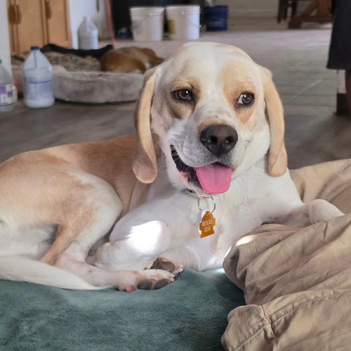 Washington, an adoptable Beagle in Las Vegas, NV