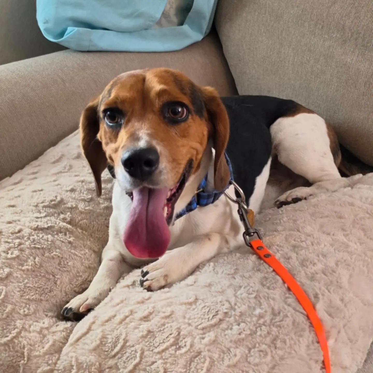 Zeus - Beagle
