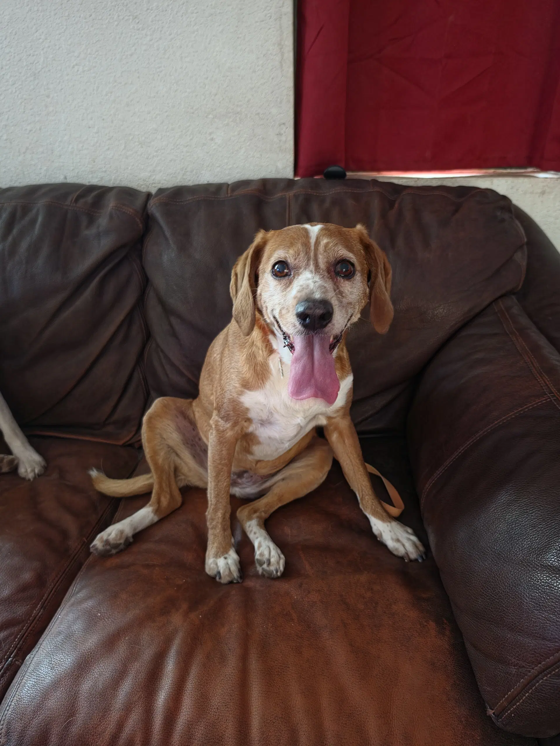 Sophie - Beagle