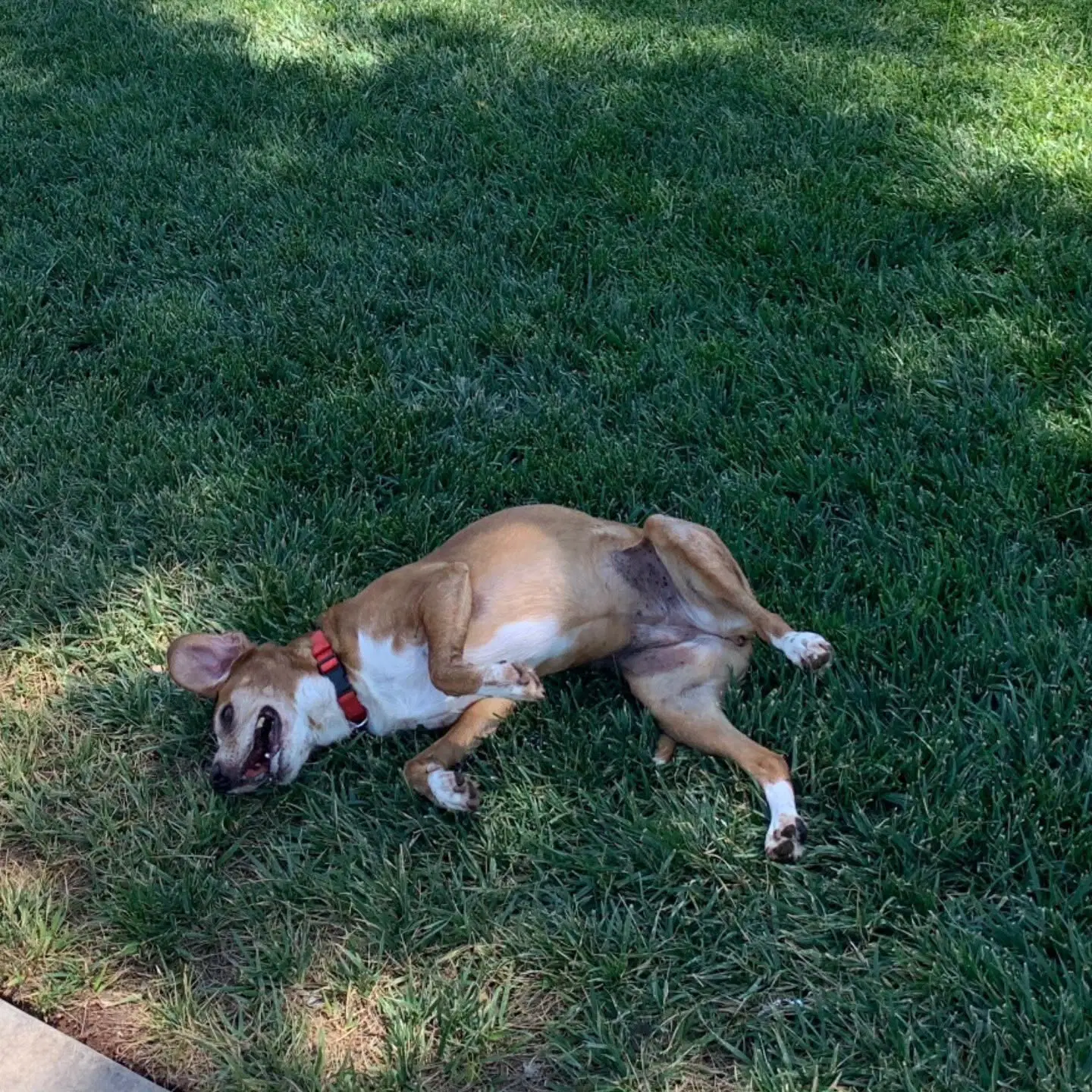 Sophie image 4