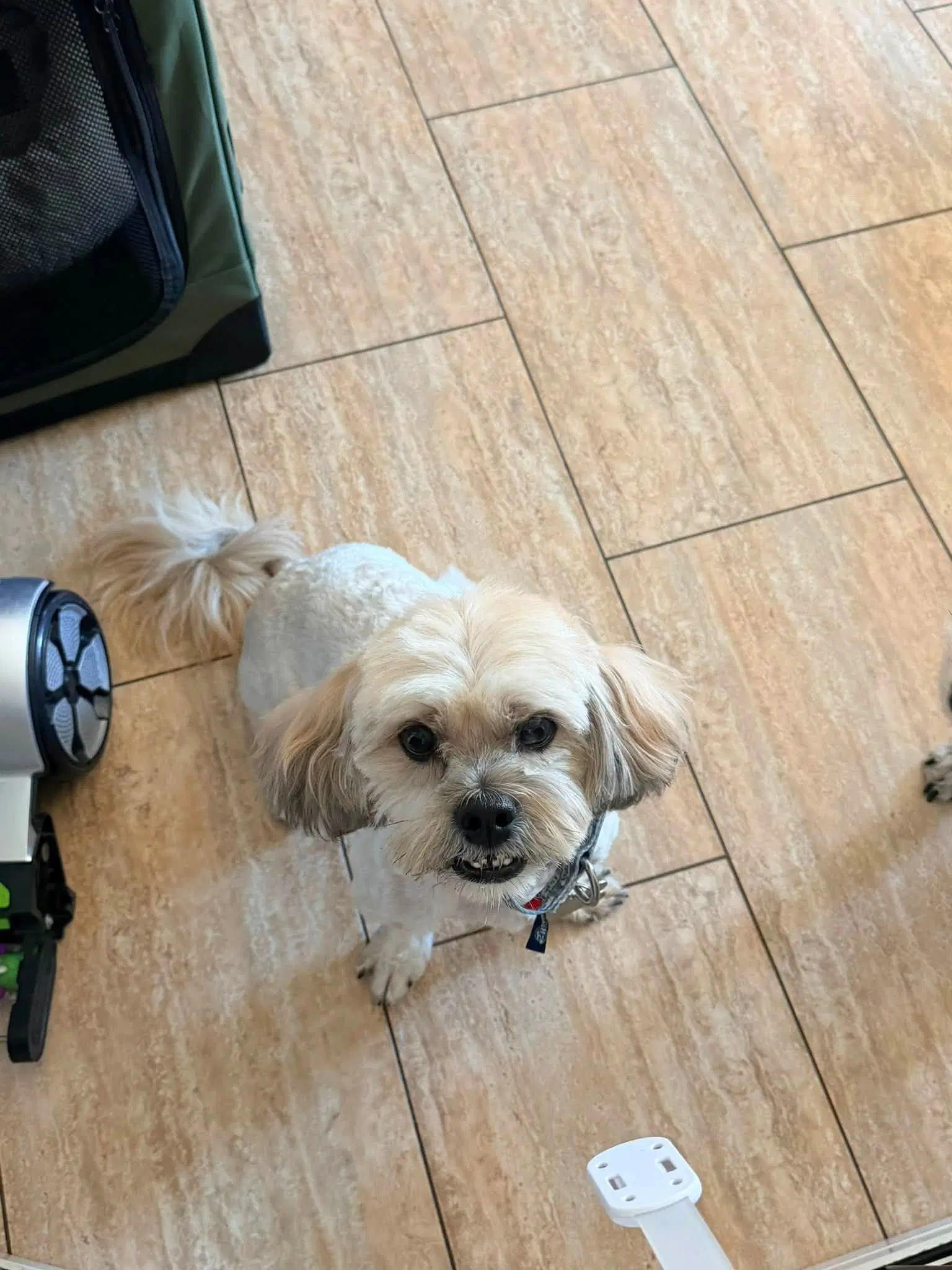 Tommy - Lhasa Apso