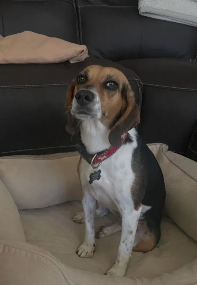 Monroe - Beagle