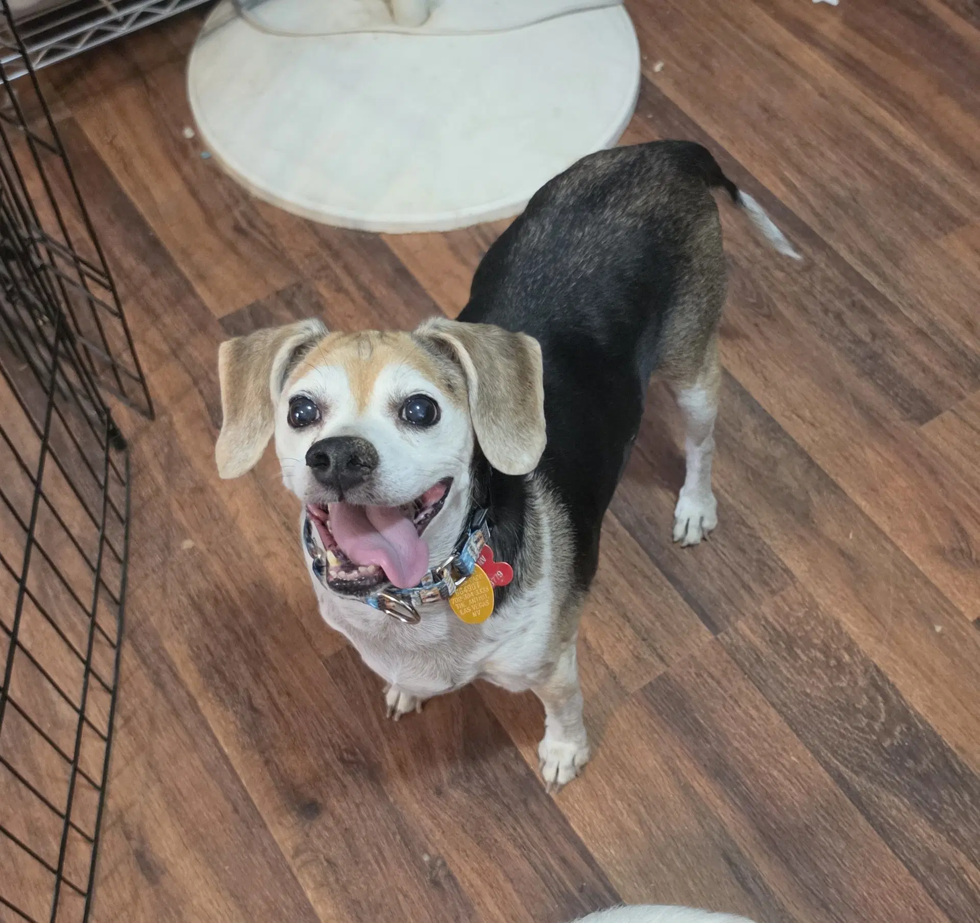 Beans - Beagle