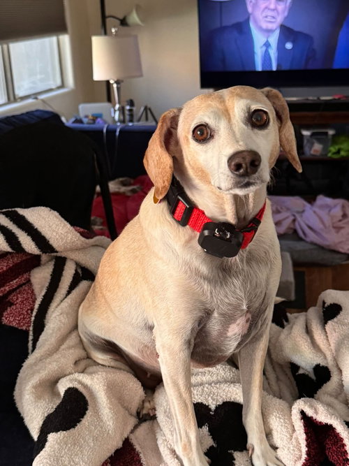 McKinley, a dog for adoption from Southern Nevada Beagle Rescue Foundation