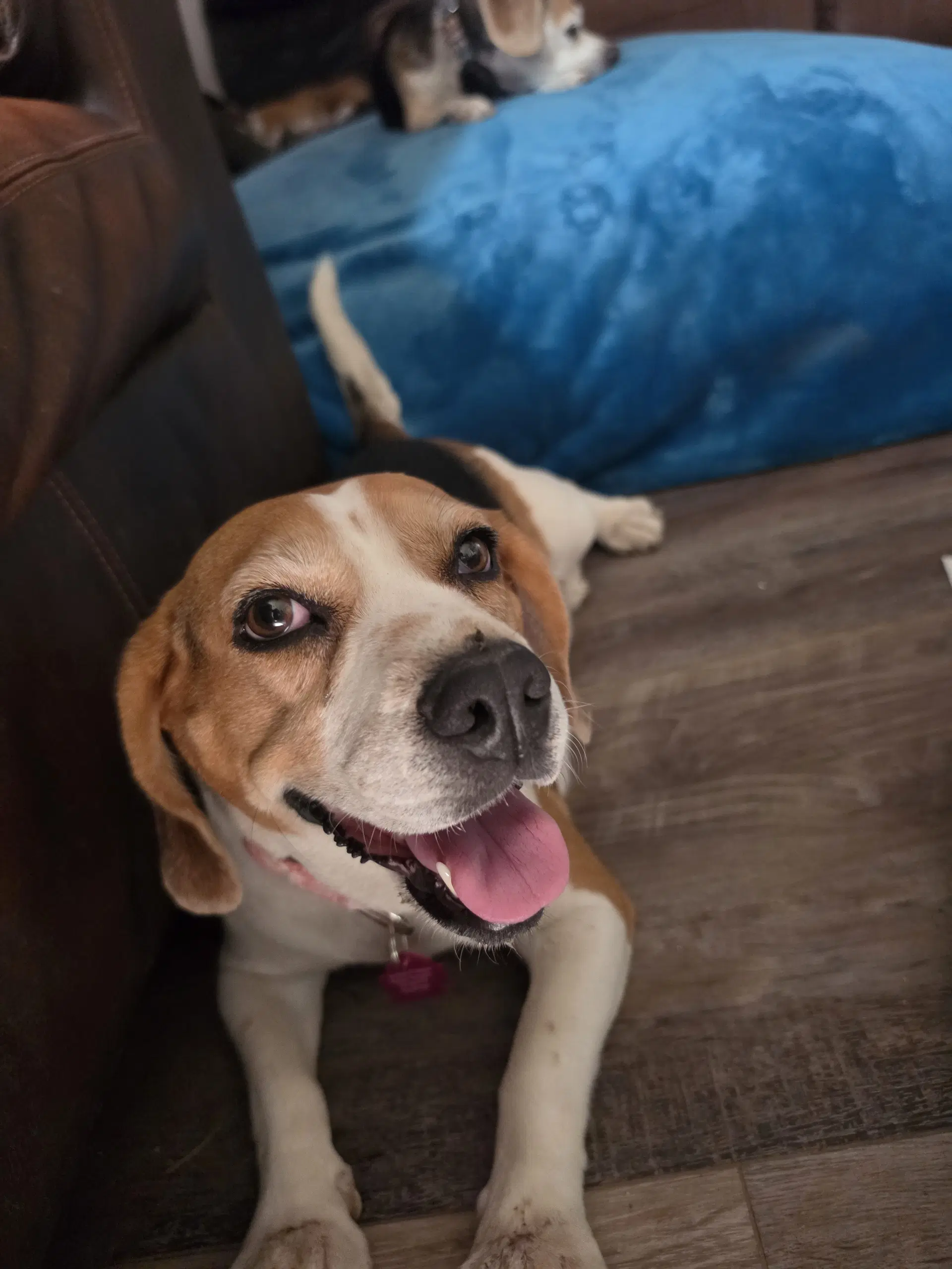 Taylor - Beagle