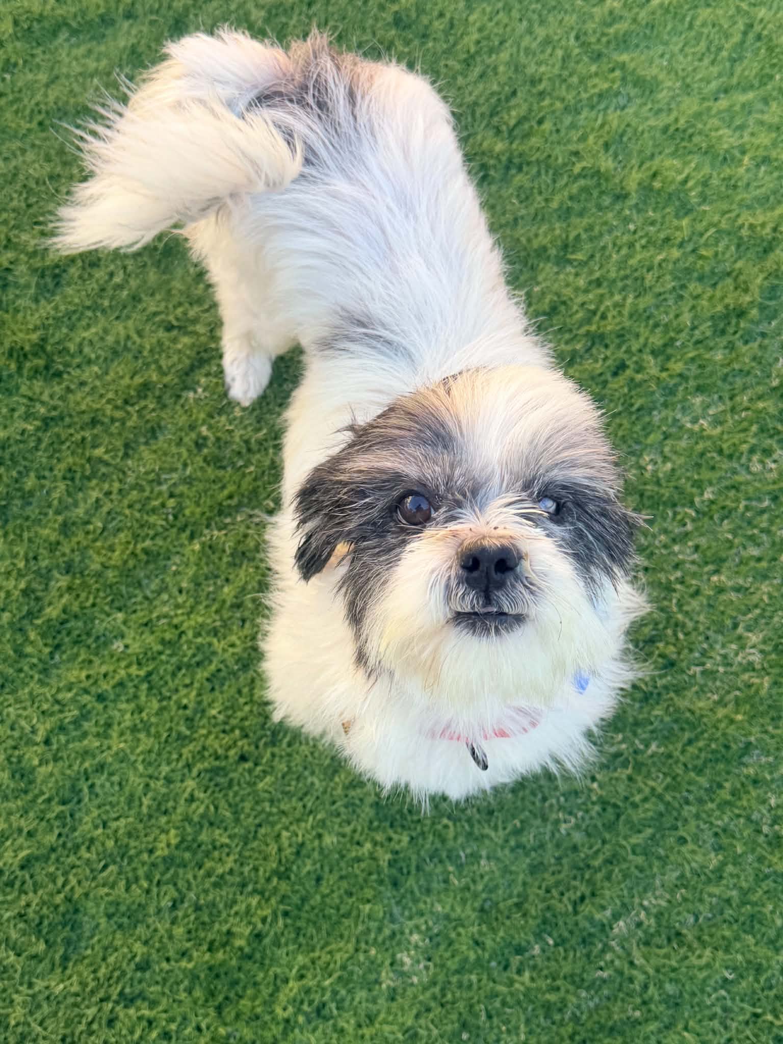 Doug - Shih Tzu