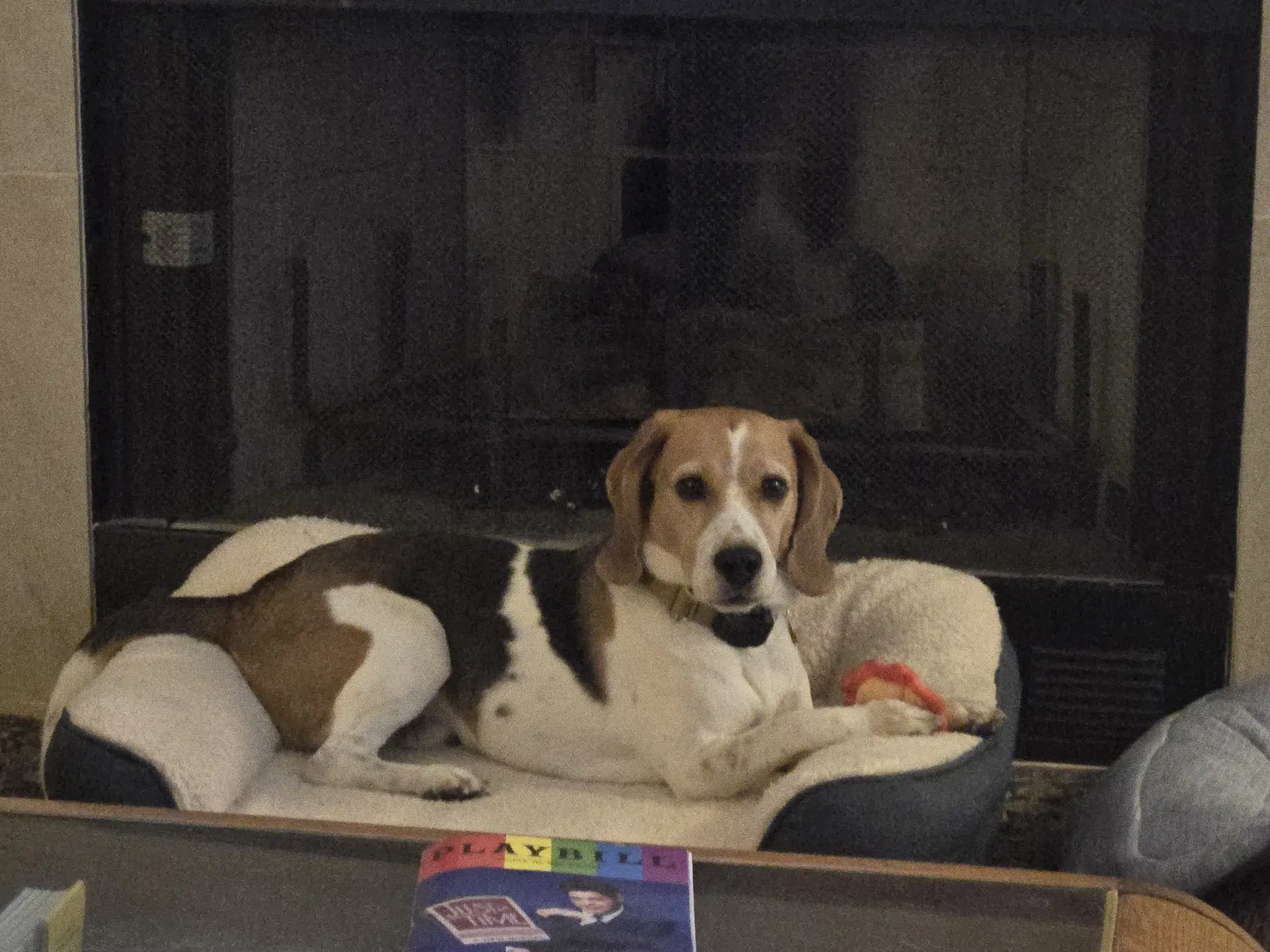 Peetie - Beagle