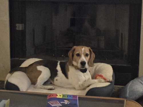 Peetie, Beagle