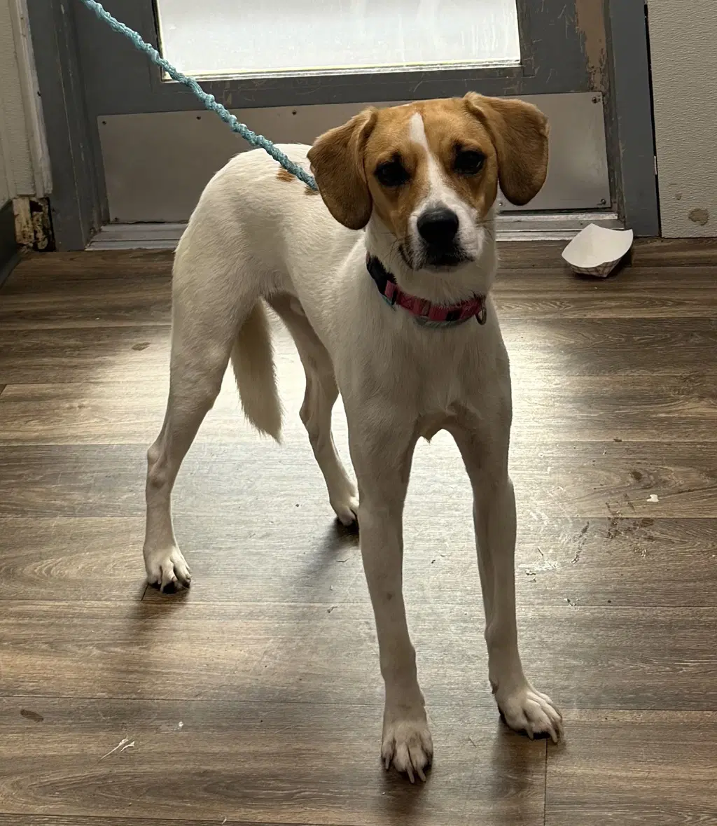 Jacques - Beagle