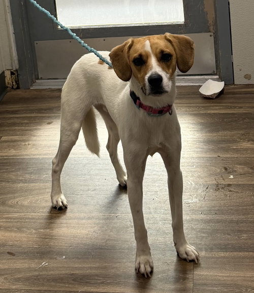 Jacques, Beagle / Mixed