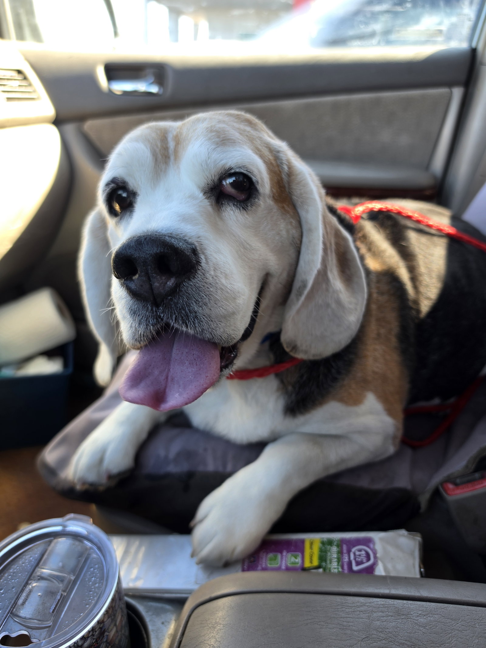 Turbo, photo 4