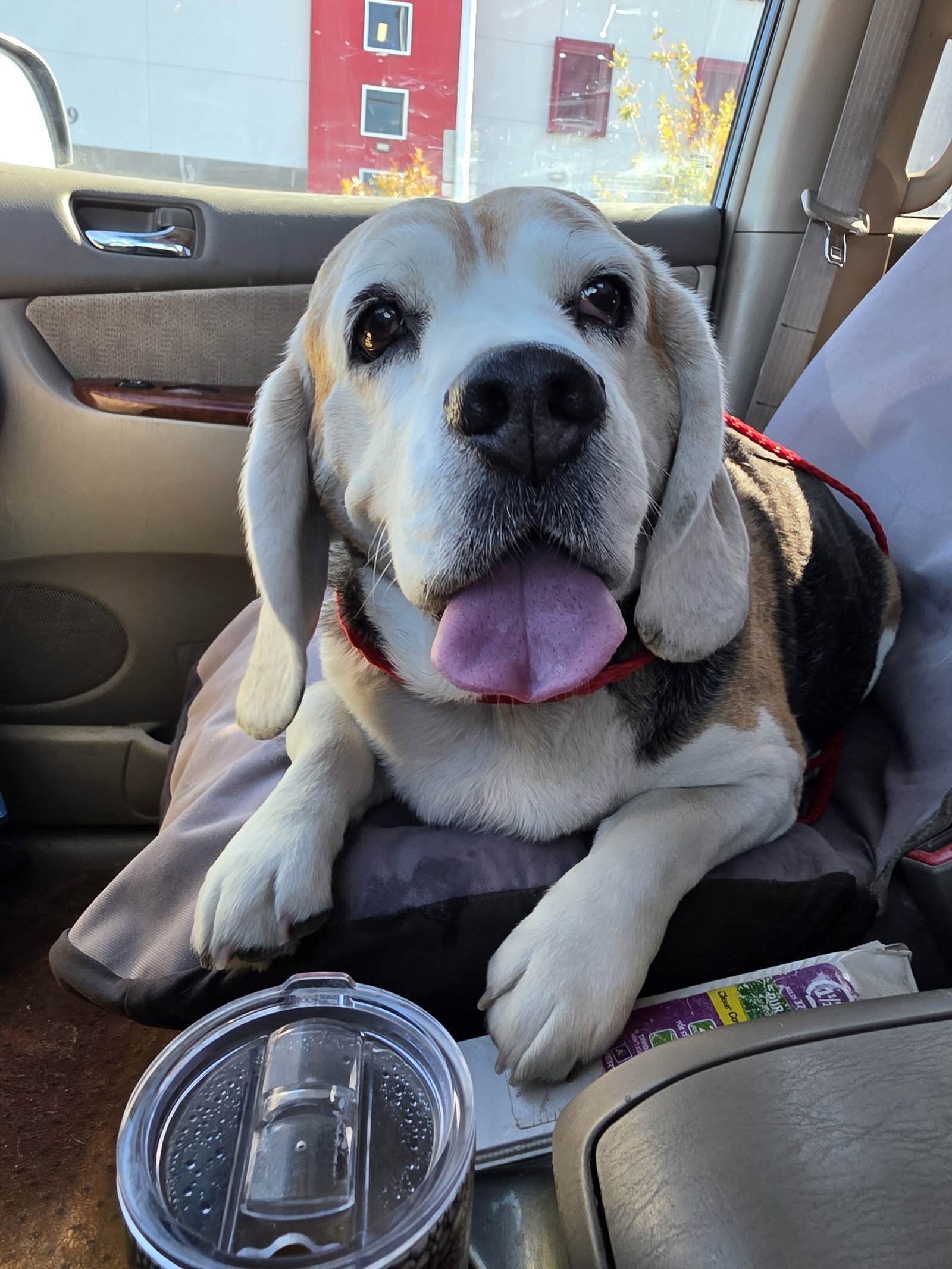Turbo, photo 5