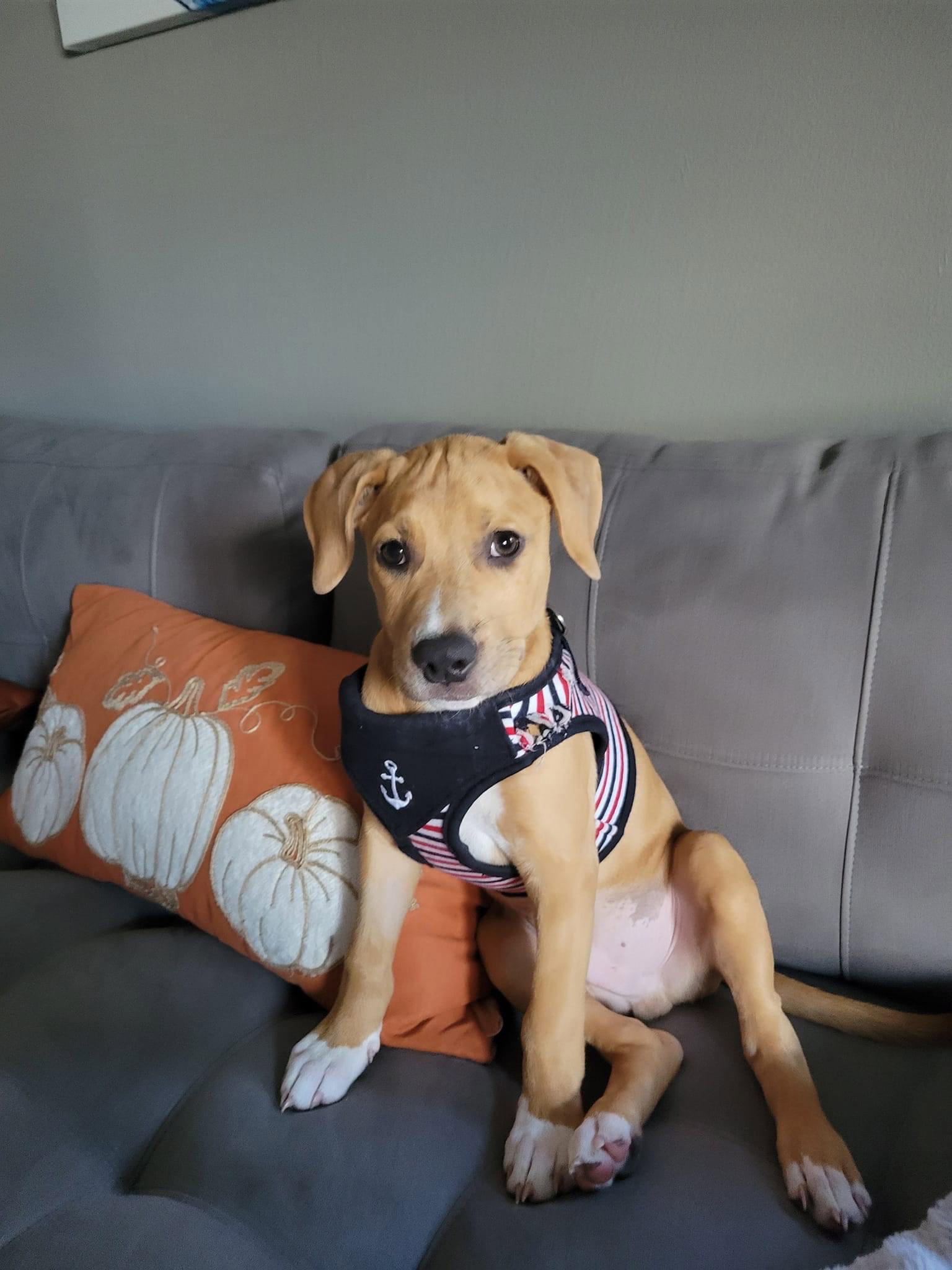 Dog for Adoption - Max, a Catahoula Leopard Dog in Manatee County, FL