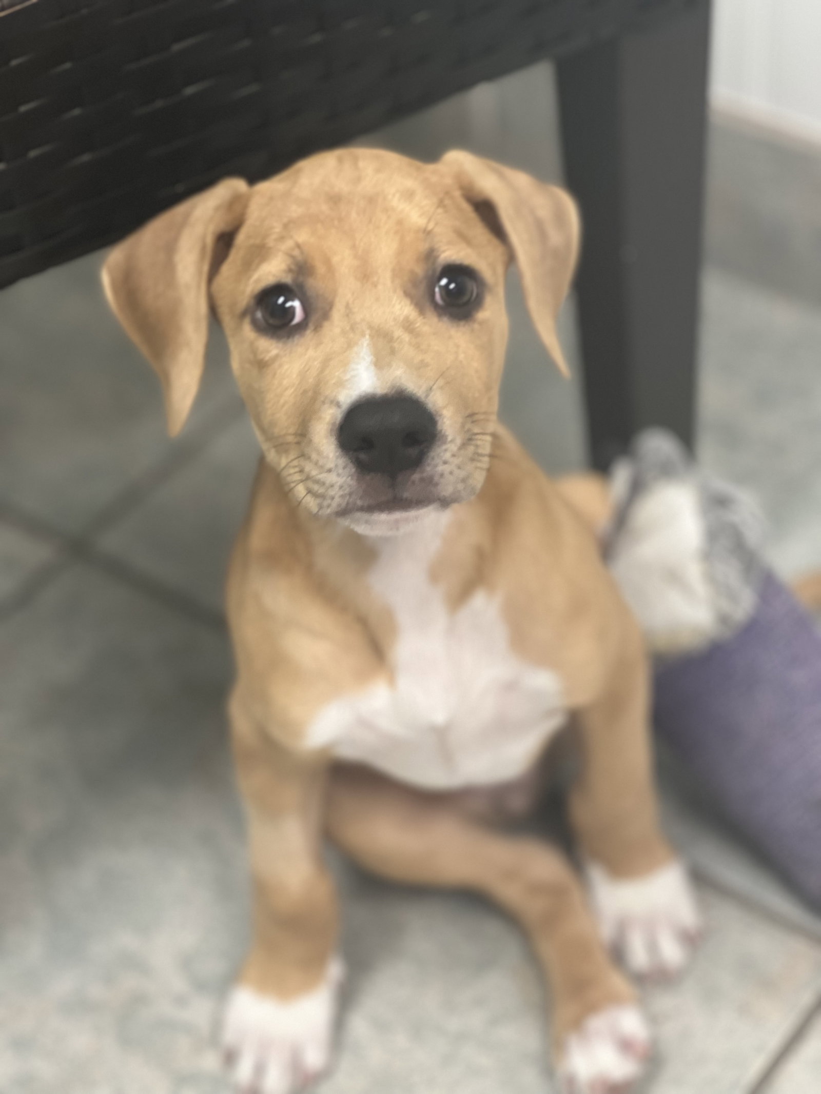Dog for Adoption - Max, a Catahoula Leopard Dog in Manatee County, FL