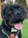 adoptable Dog in  named Flash Gordon - Adopt Me!