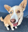 adoptable Dog in la, CA named Jessie - Foster or Adopt Me!