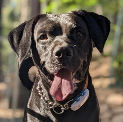 adoptable Dog in Lake Forest, CA named Ozzy (CP)
