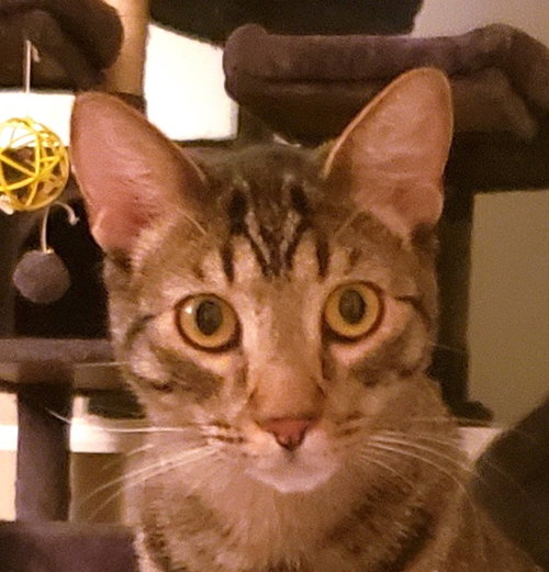Charm, an adoptable Domestic Short Hair in Lake Forest, CA