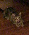 Tigra - Photo 4
