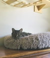 Tigra - Photo 2