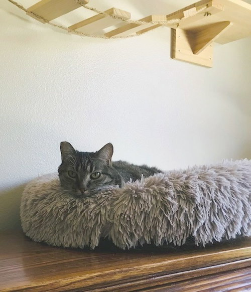 TIGRA - Domestic Short Hair available for adoption