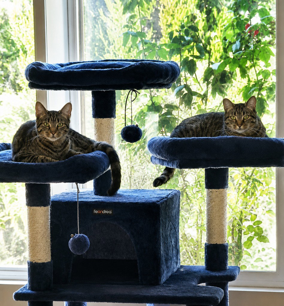 Tigra, photo 2