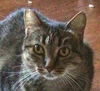 adoptable Cat in Lake Forest, CA named Tigra