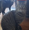 Tigra - Photo 2