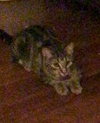 Tigra - Photo 3
