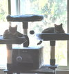 Tigra - Photo 4