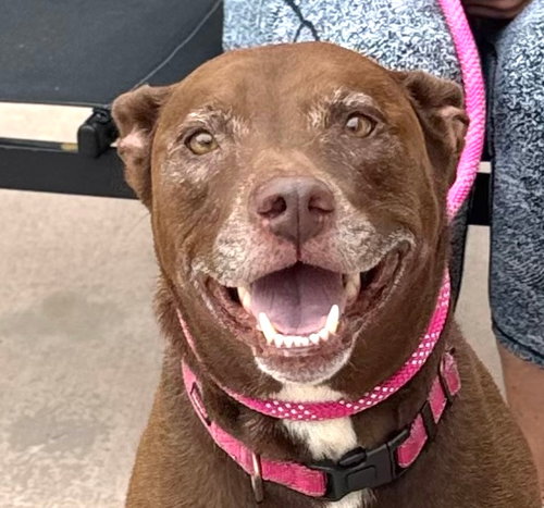 picture of the dog needing adoption