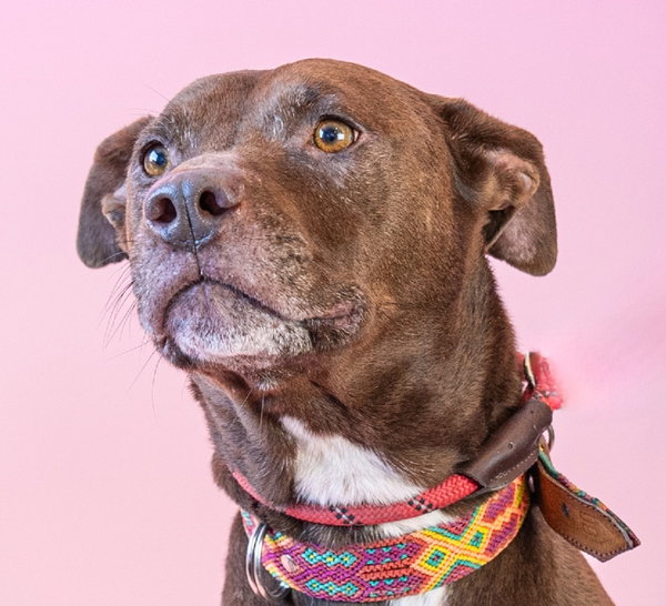 Lucy Ann - Adopt Me!