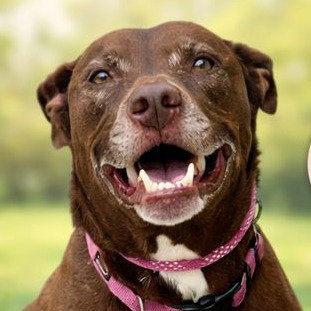 Lucy Ann - Adopt Me! Image