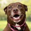 Lucy Ann - Adopt Me! - Photo 1