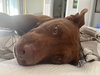 Lucy Ann - Adopt Me! - Photo 2