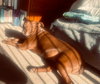 Lucy Ann - Adopt Me! - Photo 3