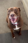 Lucy Ann - Adopt Me! - Photo 4