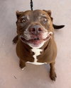 Lucy Ann - Adopt Me! - Photo 2