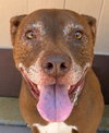 Lucy Ann - Adopt Me! - Photo 1