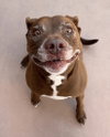 Lucy Ann - Adopt Me! - Photo 2