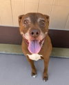 Lucy Ann - Adopt Me! - Photo 3