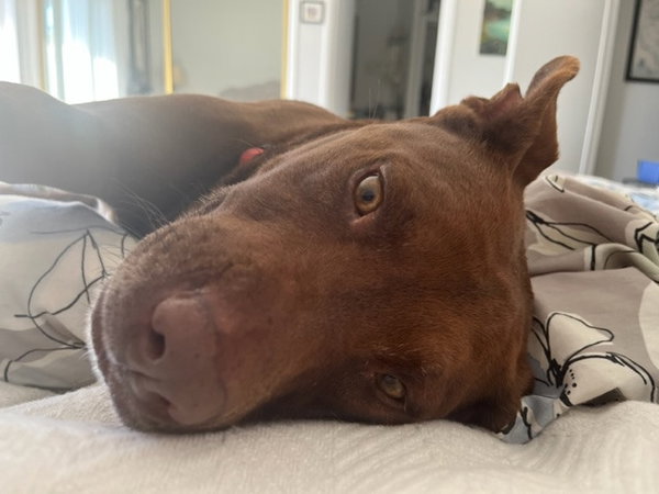 Lucy Ann - Adopt Me!