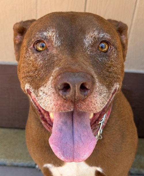 Lucy Ann - Adopt Me!