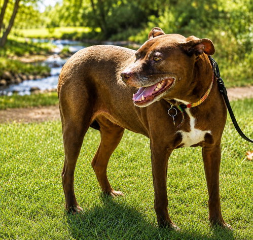 Lucy Ann - Adopt Me! photo 4