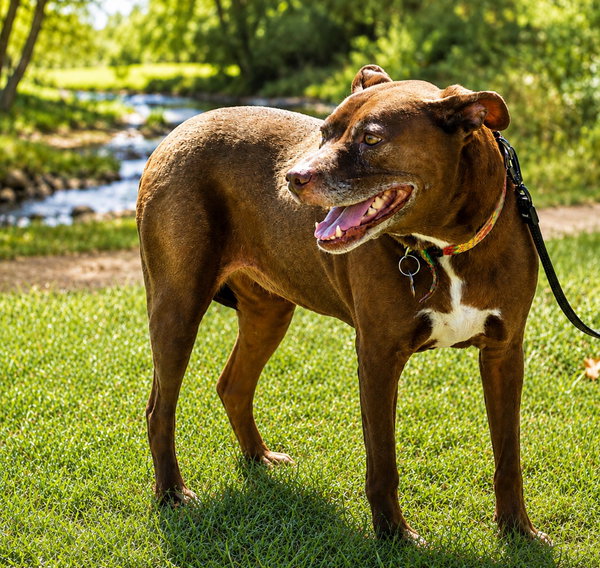 Lucy Ann - Adopt Me!