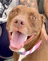 adoptable Dog in  named Lucy Ann - Adopt Me!