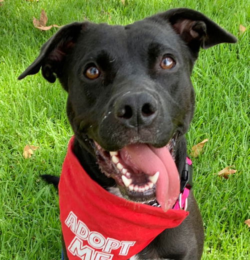picture of the dog needing adoption