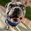 adoptable Dog in lake forest, CA named Buddy Lou - Adopt Me!