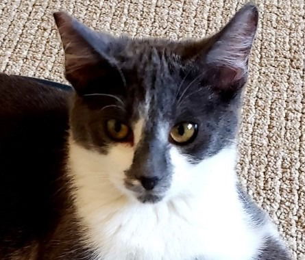 adoptable Cat in Lake Forest, CA named Ruby